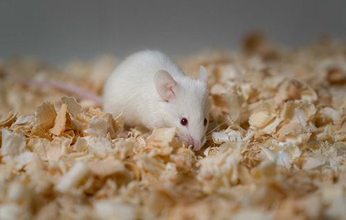 動物造模為什么一般選用老鼠